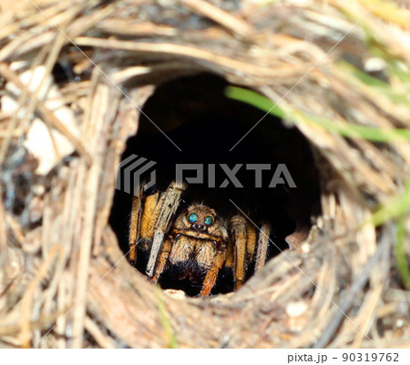 Earthen wolf spider in its hole deep underground. Close up. Lycosidae, Hogna. Horror. 90319762