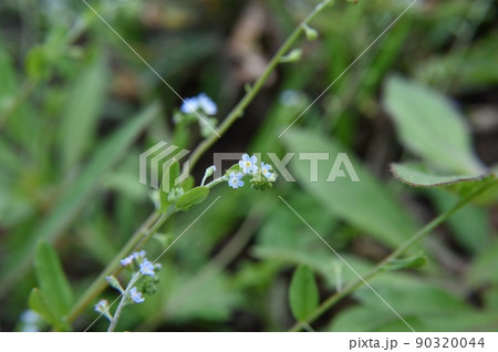 キュウリグサの花 キュウリグサの花 90320044
