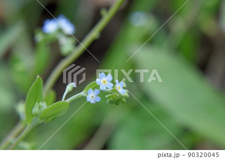 キュウリグサの花 キュウリグサの花 90320045