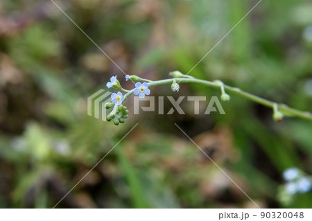 キュウリグサの花 キュウリグサの花 90320048