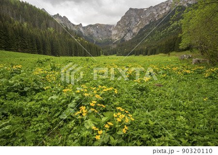 Great spring landscape in the Mala Laka Valley. Western Tatras. Great spring landscape in the Mala Laka Valley. Western Tatras. 90320110