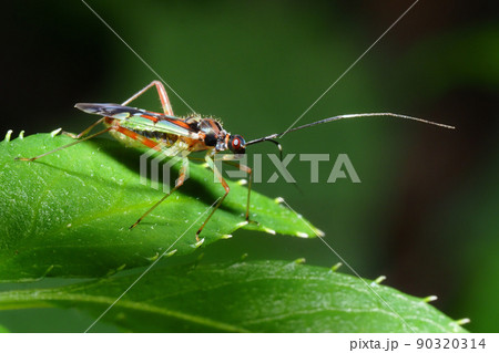 アカアシカスミカメ アカアシカスミカメ 90320314