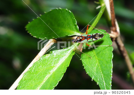 アカアシカスミカメ アカアシカスミカメ 90320345