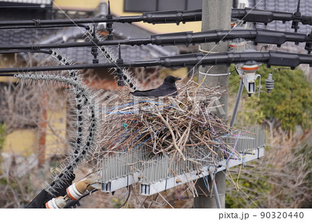 電柱の鳥よけの上に枝やハンガーで巣を作るハシボソガラス 電柱の鳥よけの上に枝やハンガーで巣を作るハシボソガラス 90320440