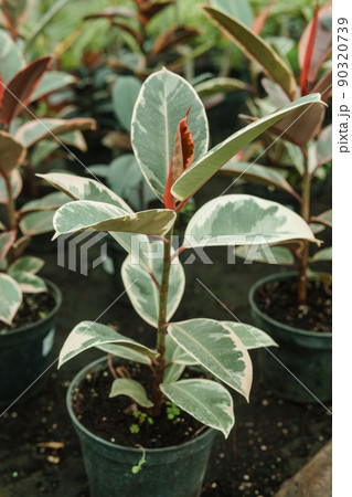 Greenhouse with a large variety of green plants. The concept of planting crops in spring. Greenhouse with a large variety of green plants. The concept of planting crops in spring. 90320739
