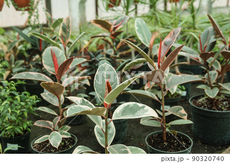 Greenhouse with a large variety of green plants. The concept of planting crops in spring. Greenhouse with a large variety of green plants. The concept of planting crops in spring. 90320740