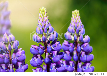 Purple lupine flowers in the sun. Blooming wild plants. Lupines field. Purple lupine flowers in the sun. Blooming wild plants. Lupines field. 90321011