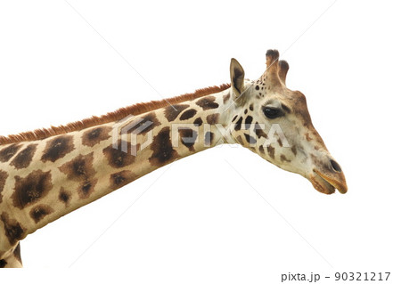 Close up of Giraffe Face, Neck, and Head Isolated on White Background 90321217