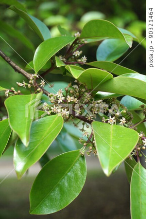 満開のクロガネモチの花　2022年5月　 90321464