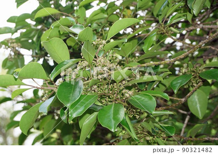 満開のクロガネモチの花　2022年5月　 90321482