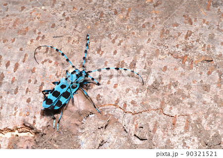 ルリボシカミキリ(ペア) ルリボシカミキリ(ペア) 90321521