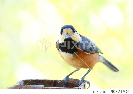 ヤマガラ　野鳥　明るい雑木林を背景に　クローズアップ 90321936