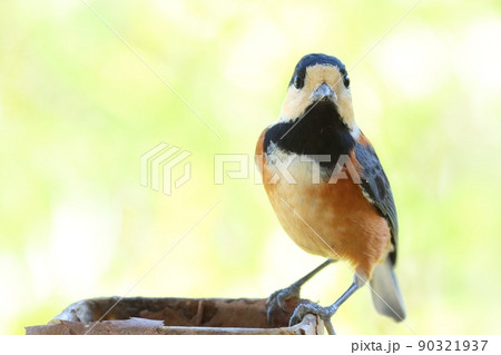ヤマガラ　野鳥　明るい雑木林を背景に　クローズアップ 90321937