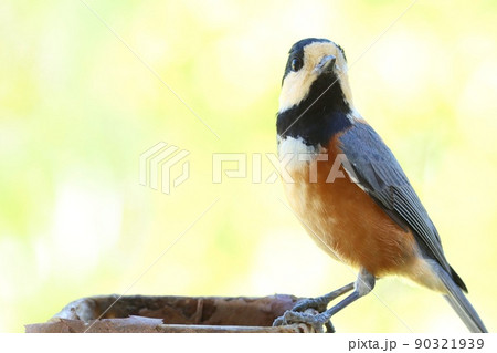 ヤマガラ　野鳥　明るい雑木林を背景に　クローズアップ 90321939