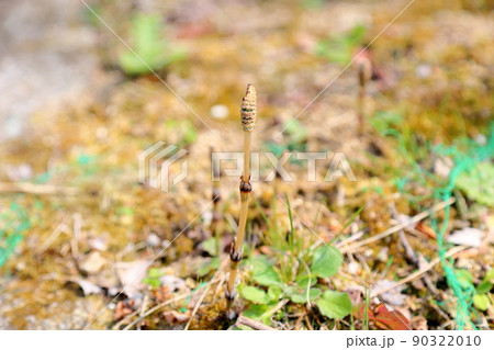 土筆 土筆 90322010