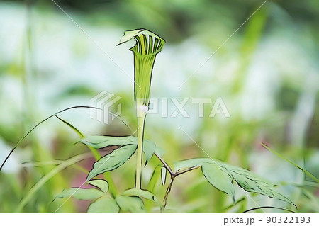 パステル調　”ヒロハテンナンショウ”　イラストイメージ 90322193