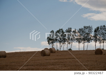 麦ロールとシラカバ並木 美瑛町 麦ロールとシラカバ並木 美瑛町 90322467