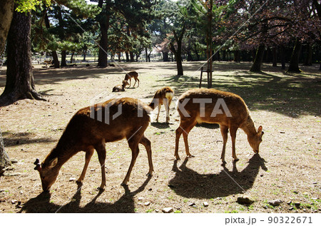 鹿の群れ遊ぶ奈良公園 90322671