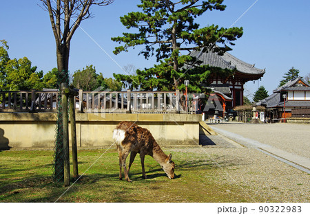 興福寺の南大門跡で遊ぶシカ 90322983