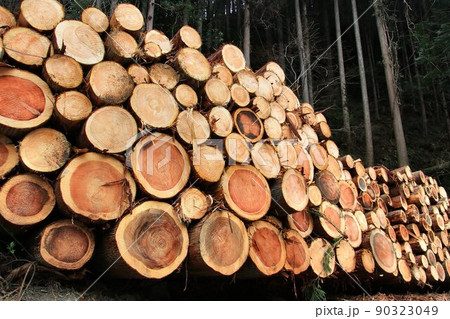 森からの恵み『切り出された樹木』…森林資源を活用する林業こそが森を護り育む 90323049