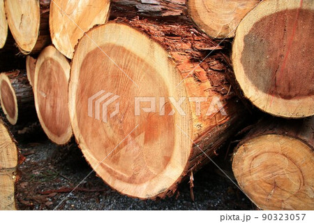 森からの恵み『切り出された樹木』…森林資源を活用する林業こそが森を護り育む 森からの恵み『切り出された樹木』…森林資源を活用する林業こそが森を護り育む 90323057