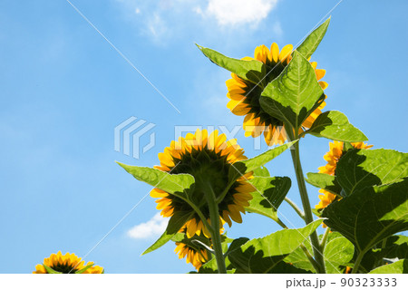 満開のヒマワリ・夏イメージ 90323333