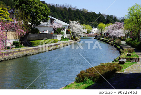 近江八幡市の八幡掘りの桜並木の風景 近江八幡市の八幡掘りの桜並木の風景 90323463