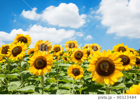 満開のヒマワリ・夏イメージ 90323484