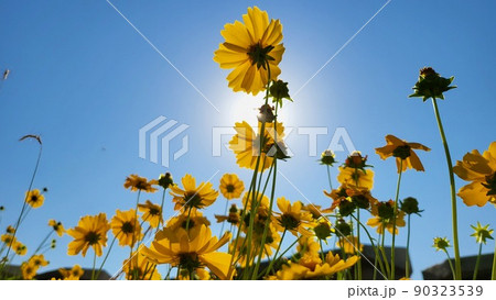 黄色の花 空 春の花 90323539