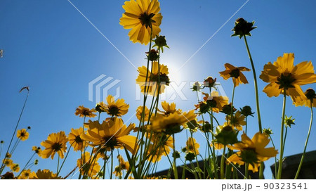 黄色の花 空 春の花 90323541