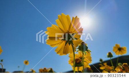 黄色の花 空 春の花 90323544