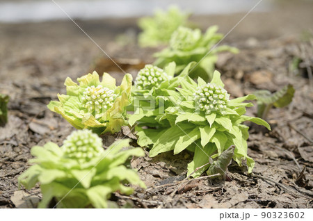 ふきのとう 90323602