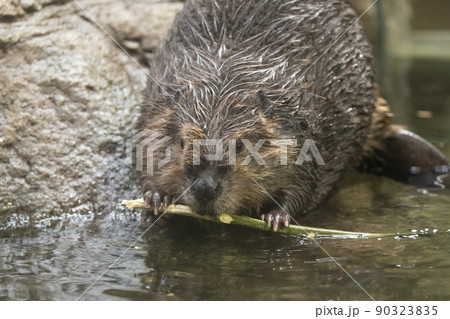 枝の皮を剥くアメリカビーバー 枝の皮を剥くアメリカビーバー 90323835