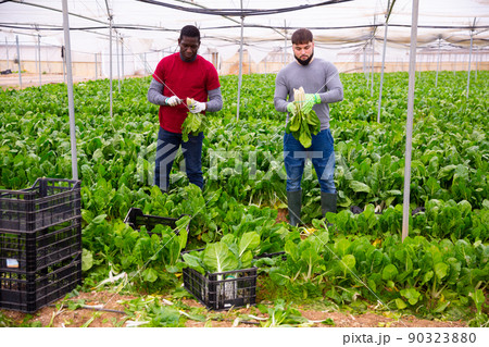 Farmers harvesting Swiss chard 90323880