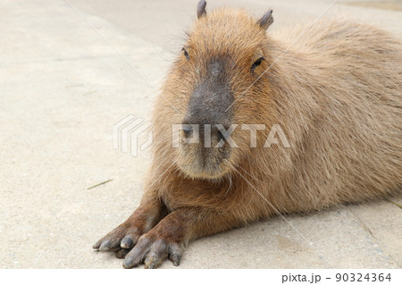 癒される眠そうなカピバラ 90324364