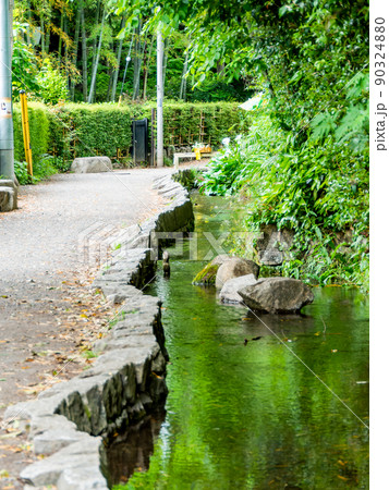 初夏の緑豊かなお鷹の道・真姿の池湧水群の景色 初夏の緑豊かなお鷹の道・真姿の池湧水群の景色 90324880