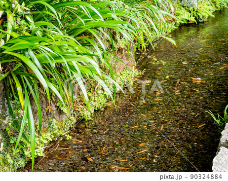 初夏の緑豊かなお鷹の道・真姿の池湧水群の景色 90324884