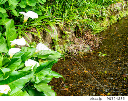 初夏の緑豊かなお鷹の道・真姿の池湧水群の景色 90324886
