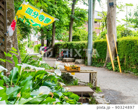 初夏の緑豊かなお鷹の道・真姿の池湧水群の景色 90324897