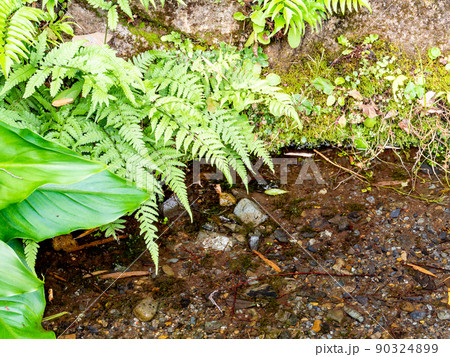 初夏の緑豊かなお鷹の道・真姿の池湧水群の景色 初夏の緑豊かなお鷹の道・真姿の池湧水群の景色 90324899