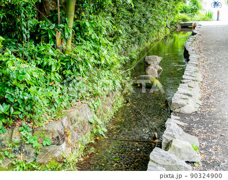初夏の緑豊かなお鷹の道・真姿の池湧水群の景色 90324900