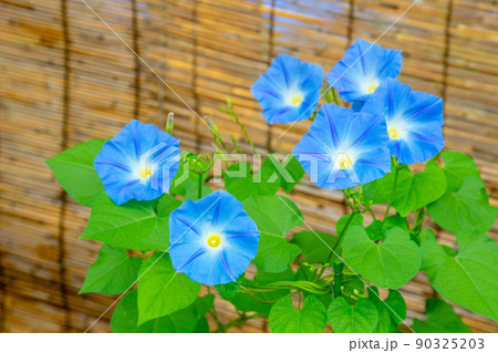 あさがお 90325203