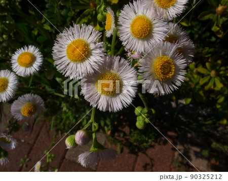 ヒメジオン・ハルジオン ヒメジオン・ハルジオン 90325212