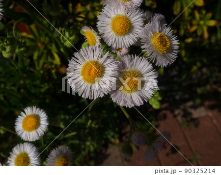 ヒメジオン・ハルジオン 90325214