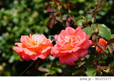 バラ　カトリーヌ ドゥヌーブ Catherine Deneuve 90325377