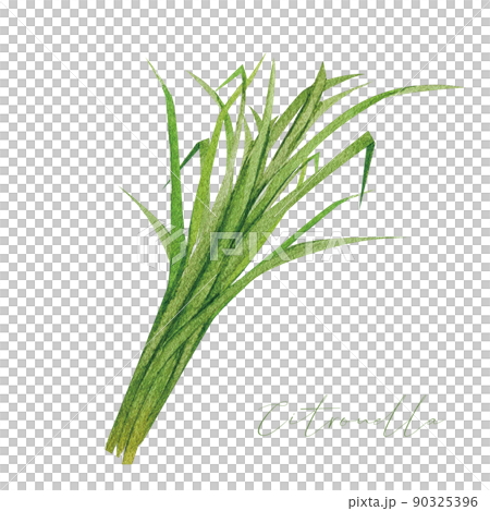 Lemongrass watercolor material 90325396