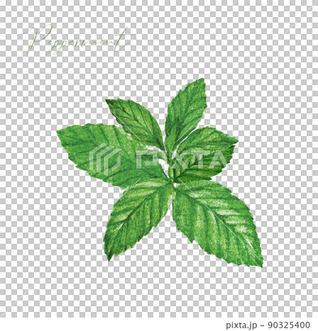 Peppermint watercolor material 90325400