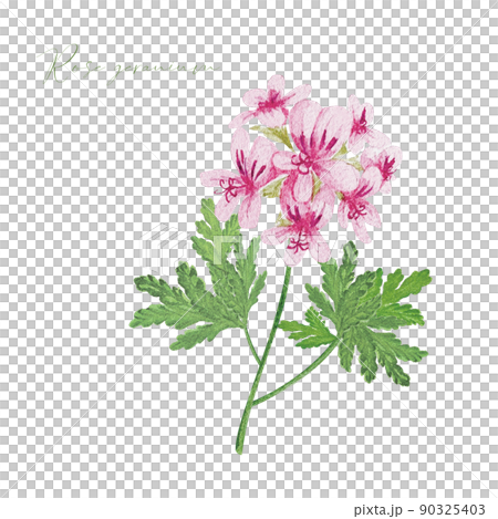 Rose geranium watercolor material Rose geranium watercolor material 90325403