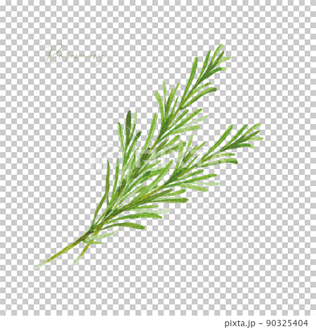 Rosemary twig watercolor material Rosemary twig watercolor material 90325404
