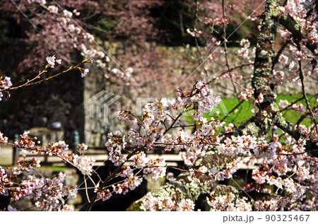彦根城の大手門の内堀沿いの風情ある桜 90325467